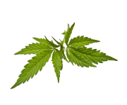 weed png clipart